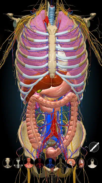 Anatomy Learning 3D Anatomy screenshot
